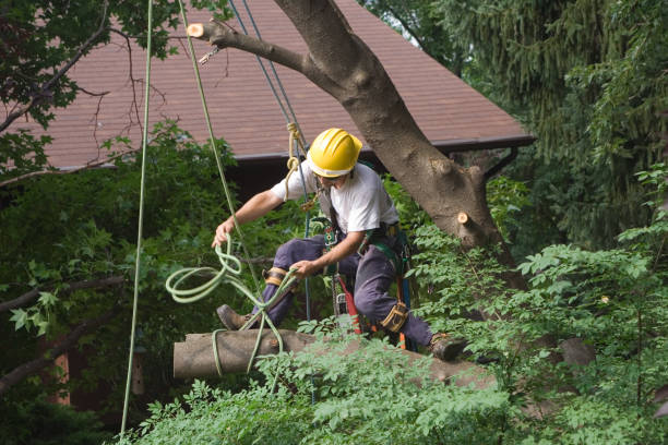 How Our Tree Care Process Works  in  Dupont, WA