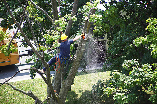 Dupont, WA Tree Care Company