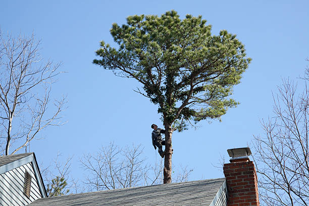 Mulching Services in Dupont, WA